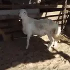 غنم حري ذكرين