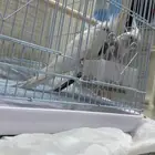 جوز كروان للبيع البينو تحتهم 4 بيضات