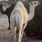 3 حشوان