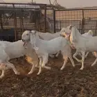 معزاء مطورات صنف وطيبات