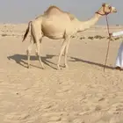 القحه منتج قعود سابق في قطر ورابطه موجود للبيع هجن