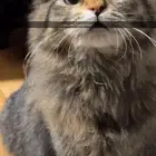 قطط شيرازي للتبني