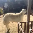 خروف فحل حري