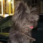 كلب معا جميع اغراضه وأكله يكفي شهرين و اغراض العنايه كامله