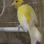 كناري تغريد حار ومنتج