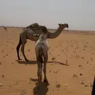 قعود