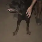 ذكر روتوايلر مستواه بطل مسجل fci ومعاه بيدقري