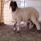 ذبيحه رخل نعيميه مغلقه شحم وجبره وشعرتها طيبه ضهره صبه