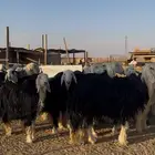 غنم نجد صنف