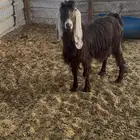 عنز عارضيه طيبه