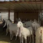 معزا مشاريك