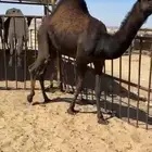 قعدان وبكار للبيع كفو فل مغلقه للبيع التواصل اتصال