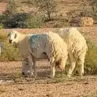 ضأن حيل اضاحي