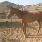 خيل شعبي للبيع