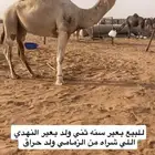بيع الابل