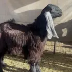 تيس عارضي كفو وجبر