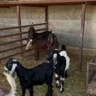 للبيع معزا متابيع عيالها ذبايح