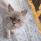 قطة منزلية بجانب اوا لامي