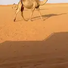 للبيع خلفه شعلا