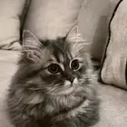 ابغى ذكر شيرازي للتزاوج