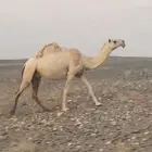 ضروبه كفو