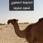 قعود اشعل مفرود