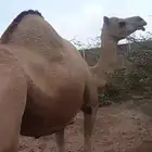 اركه فارد حوار كفو جدا (((تم البيع خارج الموقع)