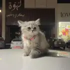 قطه للبيع
