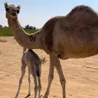 ناقة اصيله خلفه