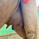 خلفه ساحيله