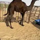 قعدان للبيع كفو فل مغلقه بلديه التواصل اتصال