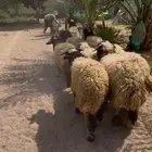 طليان نعيم بلدي فاخر ( جمله وتفريد )