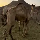 قعدان سمان مغلقه شحم