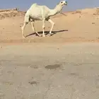 قعود حق يلقي فردي على بعير بن حشان