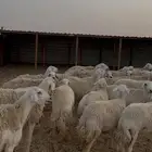 غنم حريات صنف