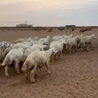 طليان حري