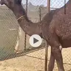 بكره مفروده للبيع