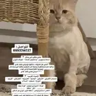 قط مفقود حائل