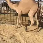 قعدان وبكار للبيع كفو التواصل اتصال