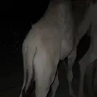 قعود للبيع تحت امه