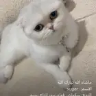 قطه النوع روسي العمر سنه وثلاث شهور مؤدبه وتعرف الحمام