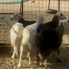 نجد مضاريع
