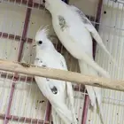 زو كروان مستوى فخم