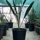 متوفره فسايل صنف روبي(نبته راشد)