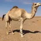 ملاقي على شاهين تريحيب الهاجري