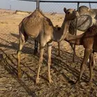 للبيع القعود