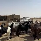 معزا شرط الدفيع