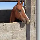 حصان واهو معسوف