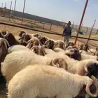 جذعان نعيم