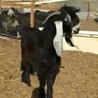 تيس عارضي فحل للبيع